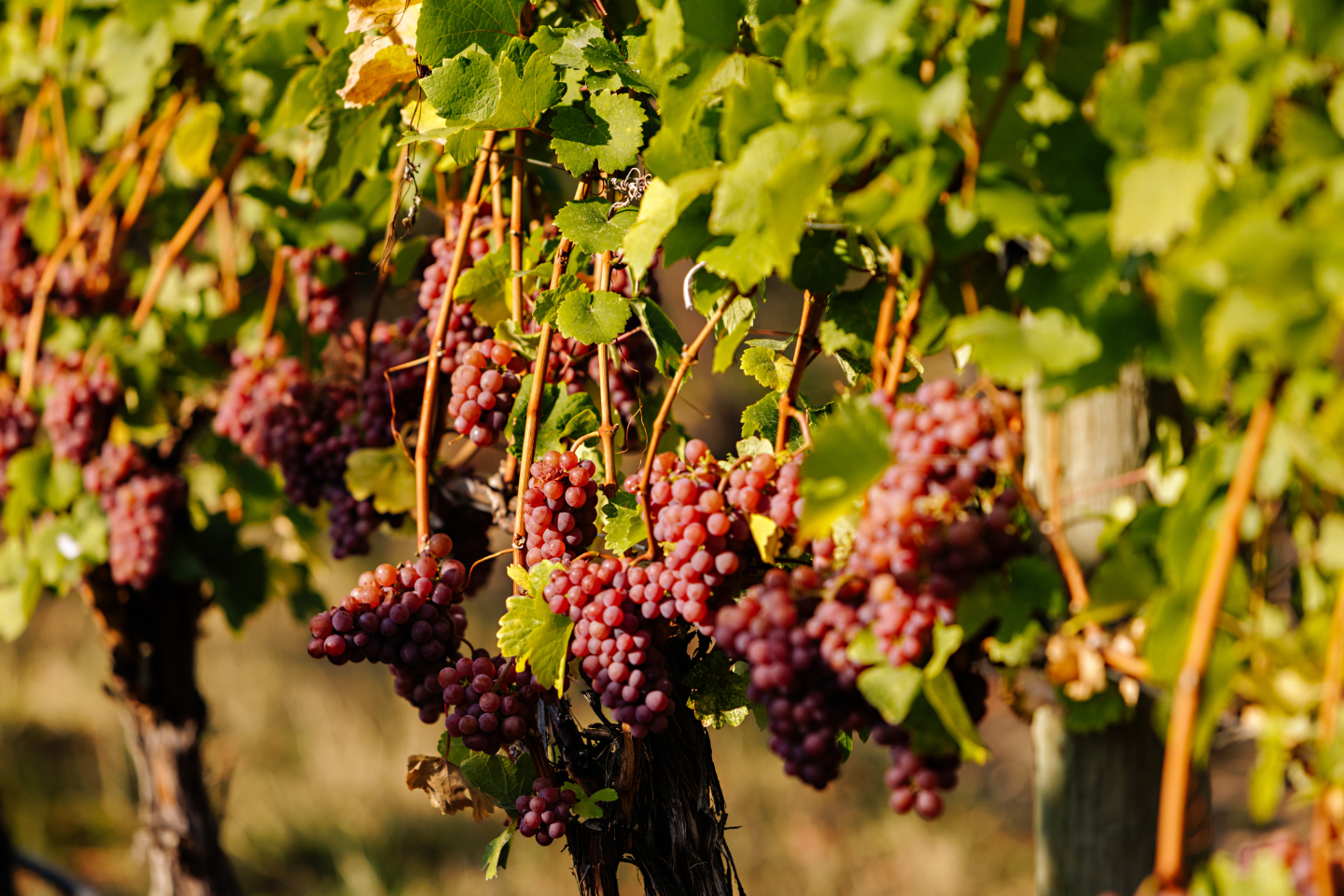 Vineyard