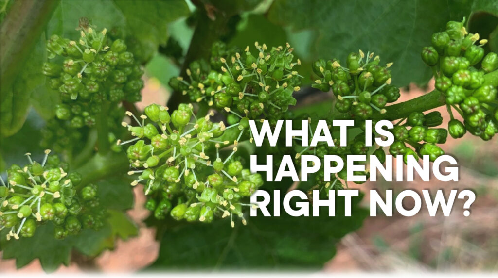 close up at the moment between Flowering and Berry-set in the Vineyard